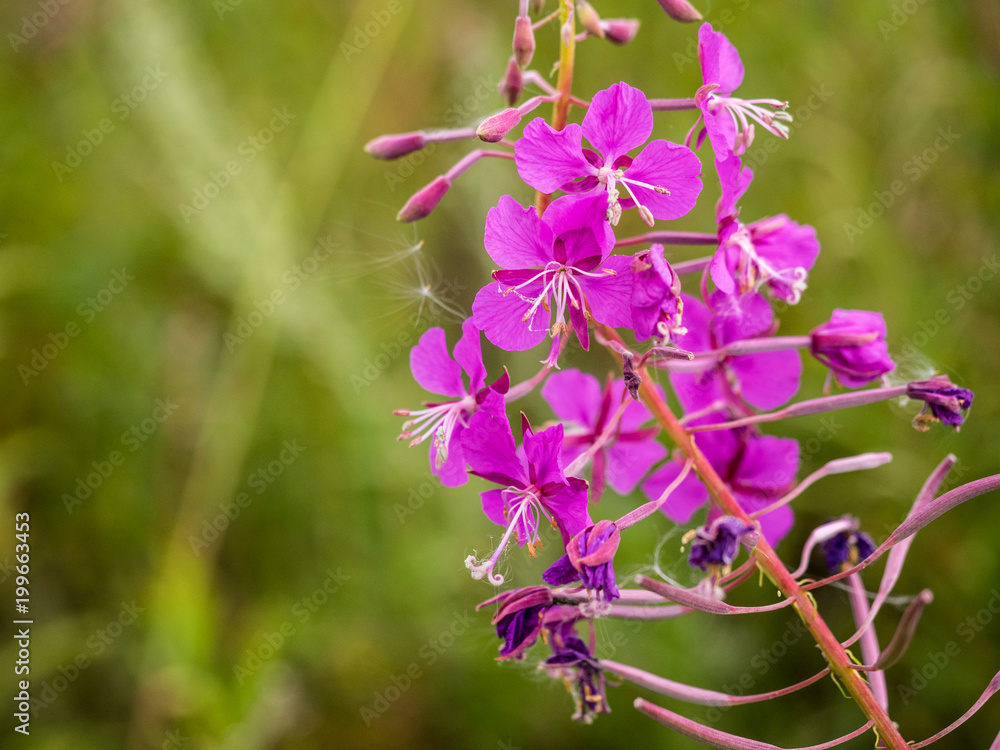 Chamerion Angustifolium (Fireweed, Great Willow-herb, Rosebay Willowherb), Shallow depth of field. Chamerion Angustifolium (Fireweed, Great Willow-herb, Rosebay Willowherb), Shallow depth of field.