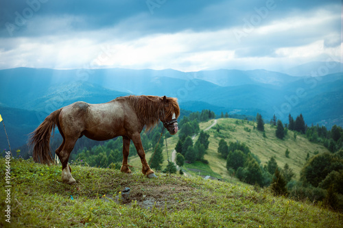 Fototapeta Naklejka Na Ścianę i Meble -  A horse grazing in a clearing in the Carpathians