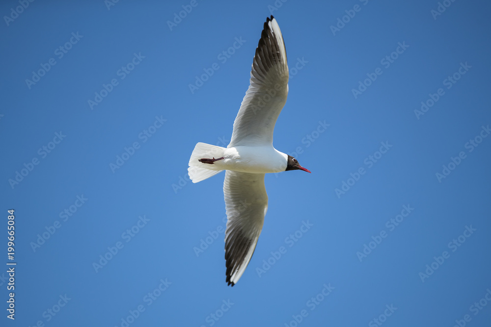 Flying Seagull in the blue sky. Sunny weather