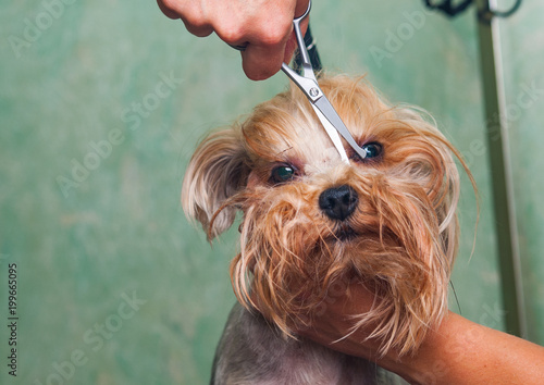 woman hand Grooming Yorkshire terrier dog
