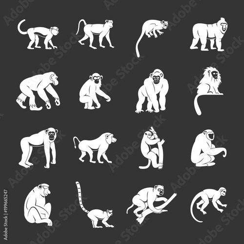 Monkey types icons set grey vector