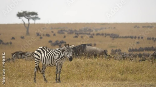 Zebra near a herd of gnus photo