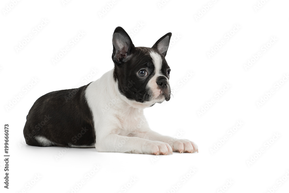 Cute puppy Boston Terrier on white background