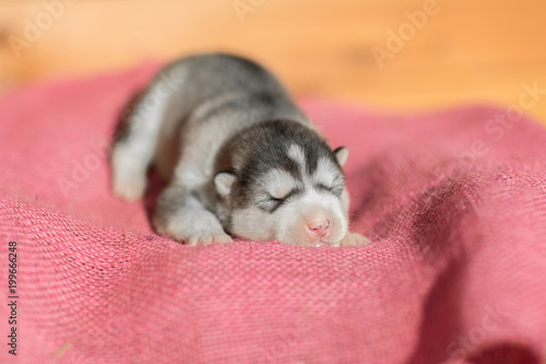 Cute Puppy Alaskan Malamute 5 days