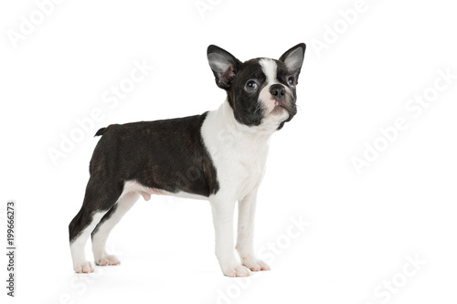 Cute puppy Boston Terrier on white background