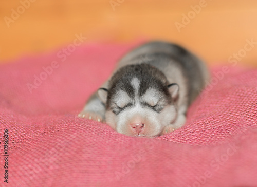 Cute Puppy Alaskan Malamute 5 days