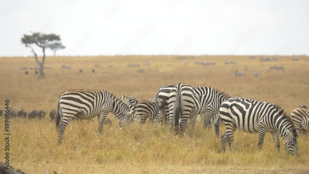Zebras grazing in Maasai Mara National Reserve Zebras grazing in Maasai Mara National Reserve