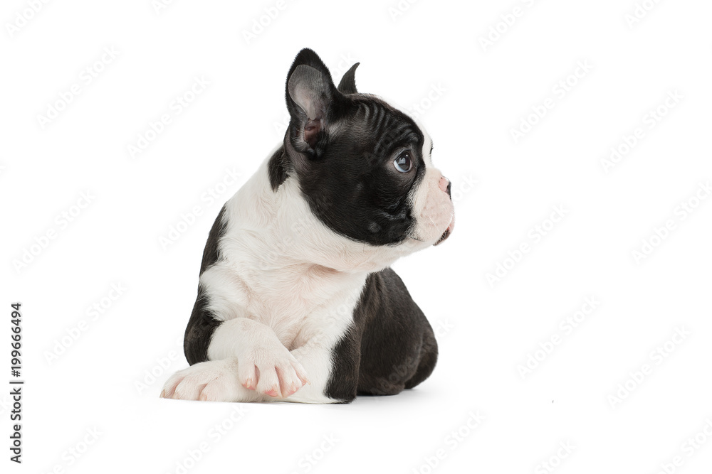 Cute puppy Boston Terrier on white background Cute puppy Boston Terrier on white background