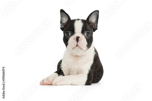 Cute puppy Boston Terrier on white background