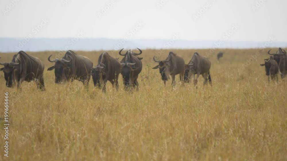 Gnus walking in tall dry grass Gnus walking in tall dry grass