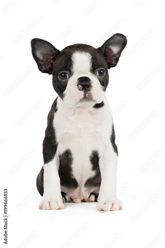 Cute puppy Boston Terrier on white background Cute puppy Boston Terrier on white background