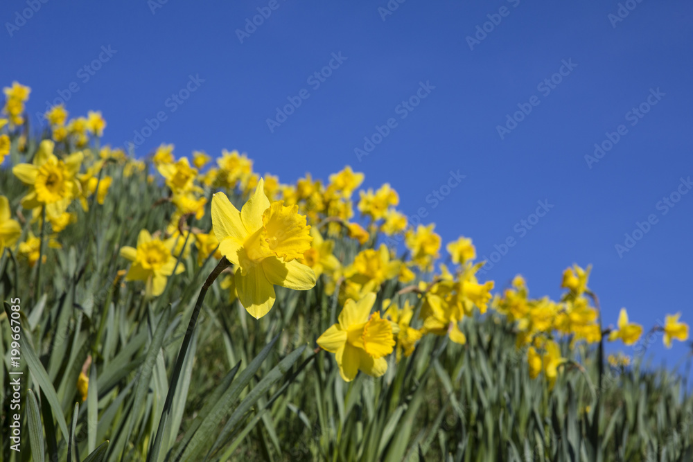 Daffodils During the Spring Season