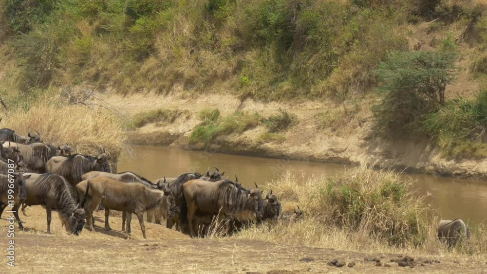 Pan right of gnus on a river bank Pan right of gnus on a river bank