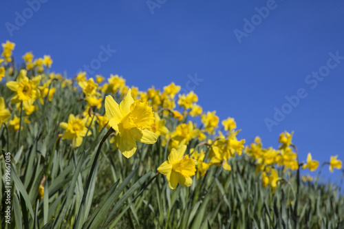 Daffodils During the Spring Season