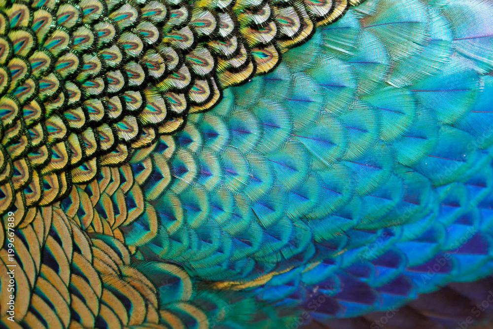 Fototapeta premium Piękne pióra męskiego zielonego pawia / pawia (Pavo muticus) (płytkie dof)
