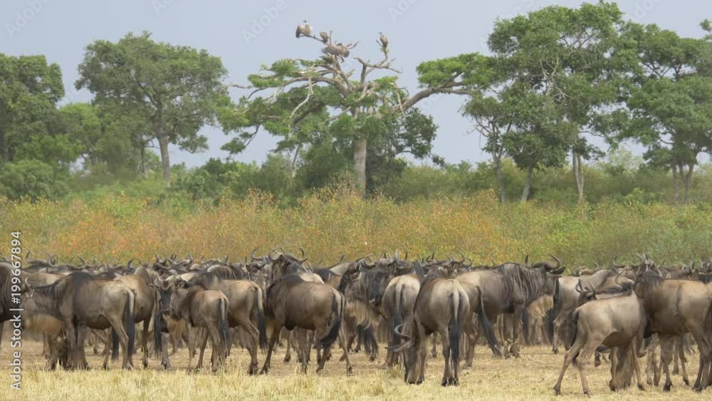 Herd of wildebeests in Masai Mara Herd of wildebeests in Masai Mara