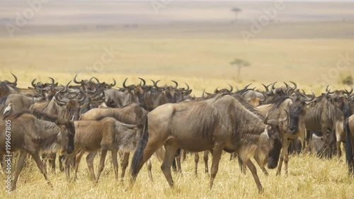 Wildebeests herd in Masai Mara photo