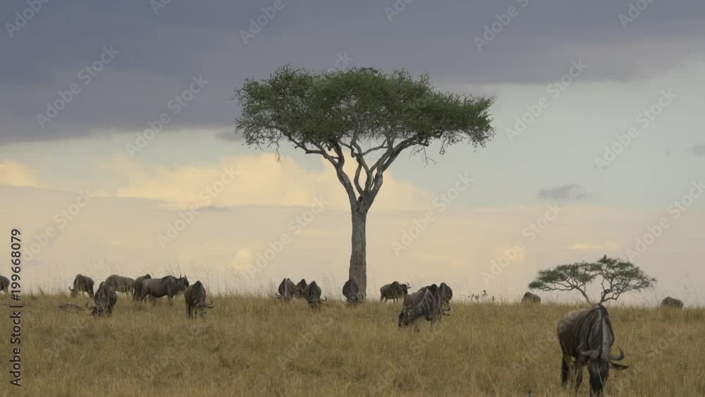 Gnus grazing near an acacia tree Gnus grazing near an acacia tree