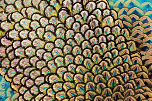 Detail on back feathers of male green peafowl   peacock  Pavo muticus   shallow dof 