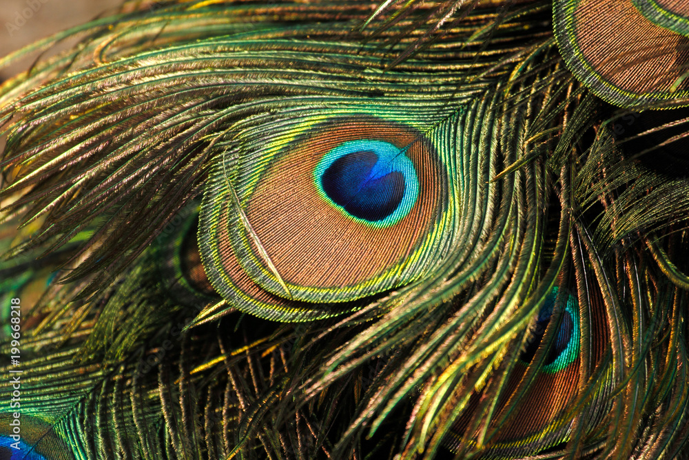 Fototapeta premium Green peafowl / peacock (Pavo muticus) eyespot on tail feathers (shallow dof)