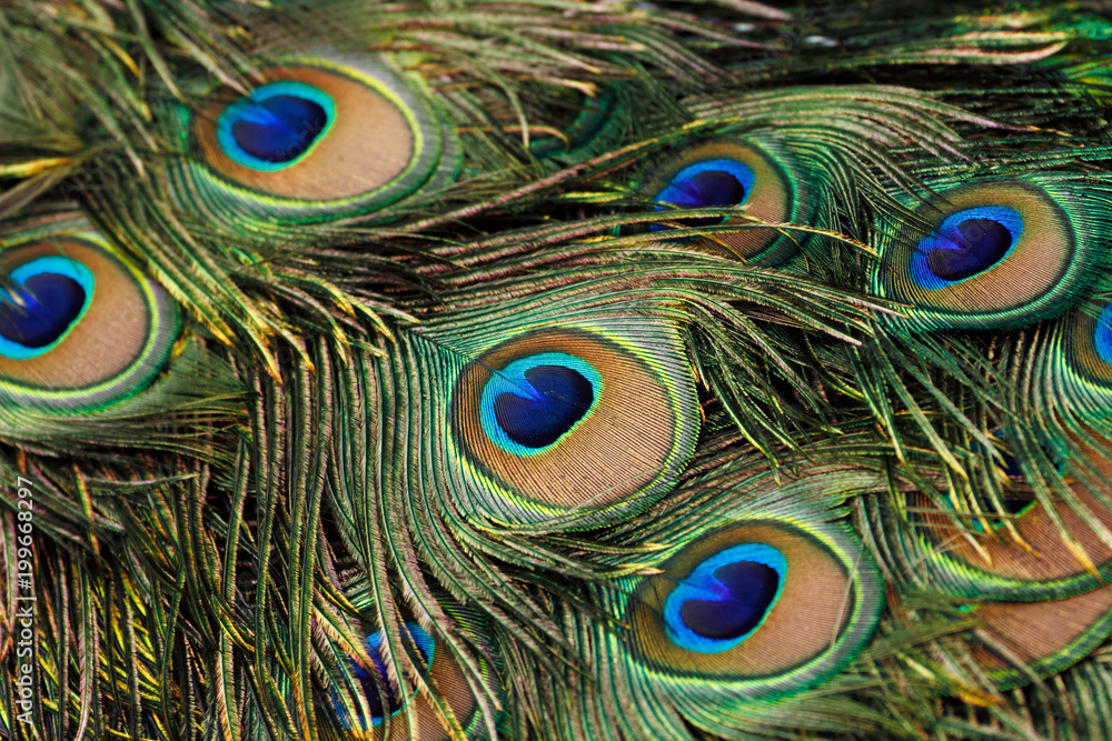 Obraz premium Green peafowl / peacock (Pavo muticus) tail feathers background