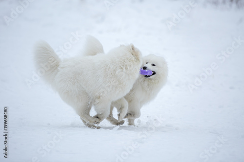 Two Samoyed playing in the puller