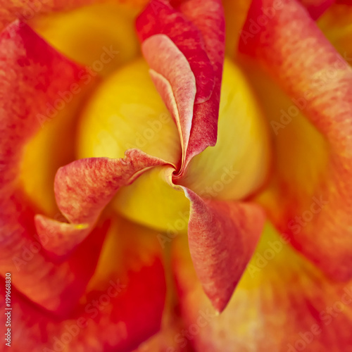 orange and yellow rose closeup  natural background