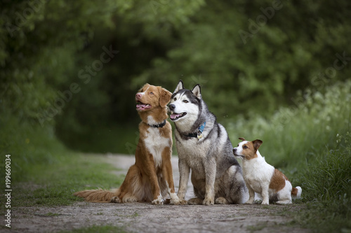 Three dirty dogs  Nova Scotia duck tolling Retriever  Siberian Husky  Jack Russell Terrier