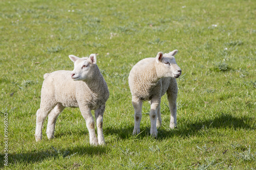 Deux petits agneaux