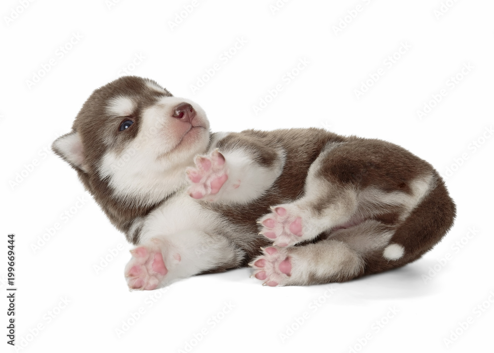 puppy Siberian husky isolated on white background puppy Siberian husky isolated on white background