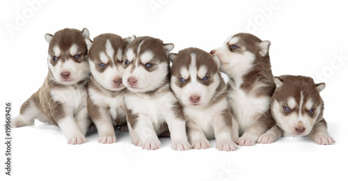 six Siberian husky puppies