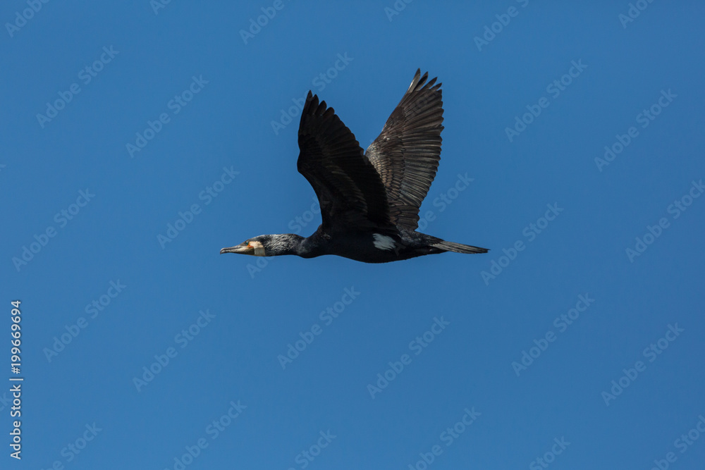 Fototapeta premium great cormorant bird (phalacrocorax carbo) flying, open wings, blue sky
