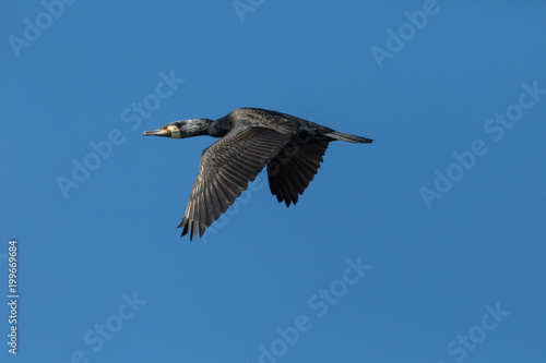 great cormorant bird (phalacrocorax carbo) in flight, open wings, blue sky