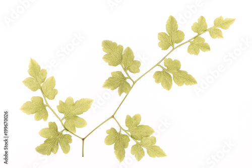 Fern leaf veins texture, light transmission effect