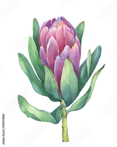 Blossoming tropical pink flower protea (king protea, sugarbush, suikerbossie). Floral art. Close up. Hand drawn watercolor painting illustration isolated on a white background. photo
