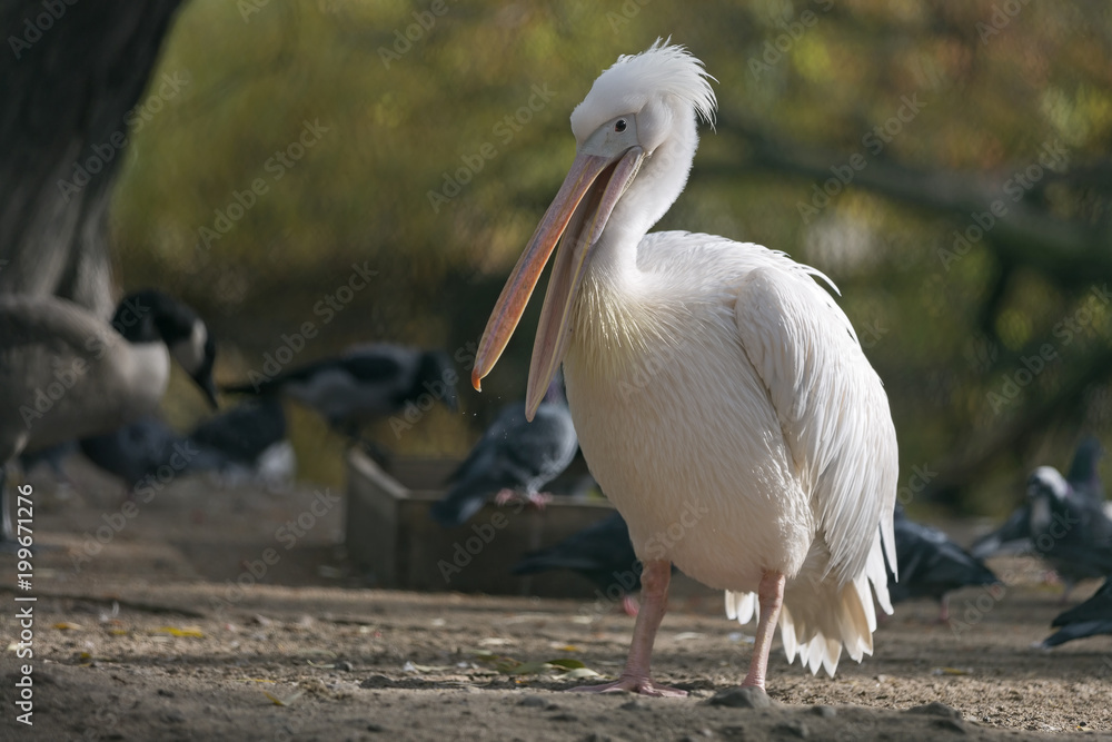 Pelican in the forest