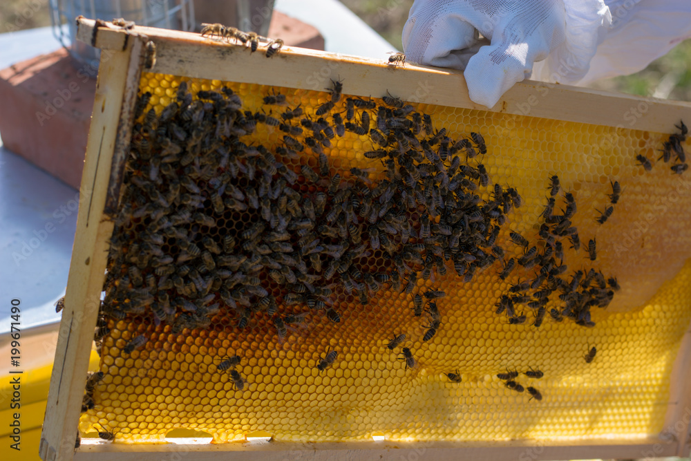 A beekeeper moves frames around inside the bee box A beekeeper moves frames around inside the bee box