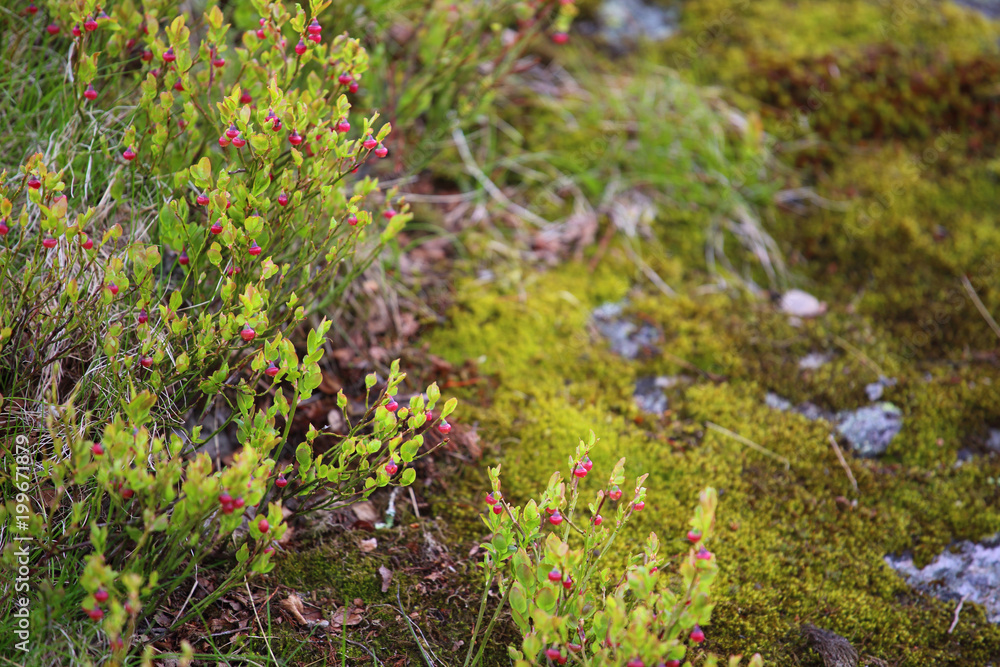 Blueberry flowers in wild forest Blueberry flowers in wild forest