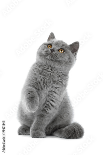 British kitten on white background in Studio