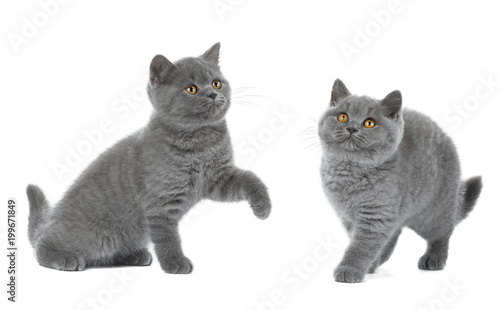 Two British kitten on white background in Studio
