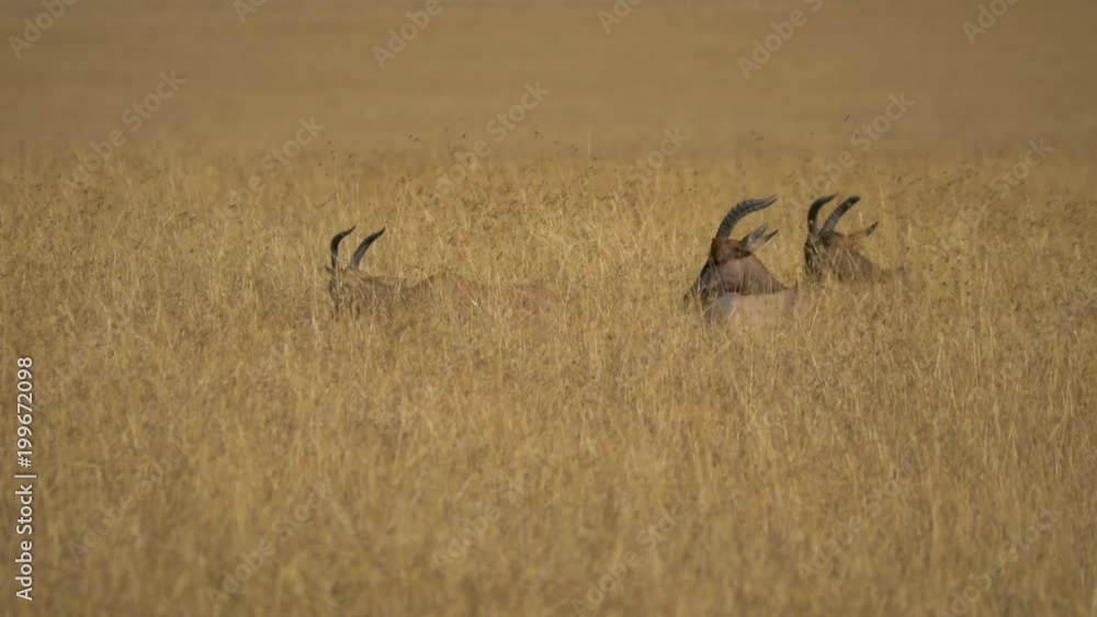 Topis lying in dry grass Topis lying in dry grass