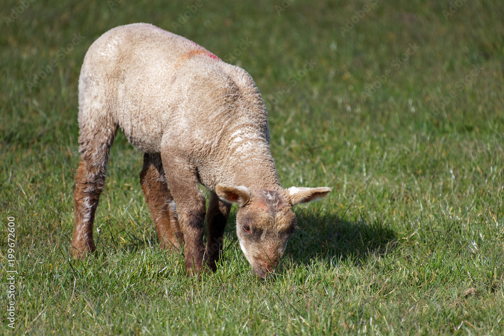 Brown Lamb at Home on the South Downs in Sussex Brown Lamb at Home on the South Downs in Sussex