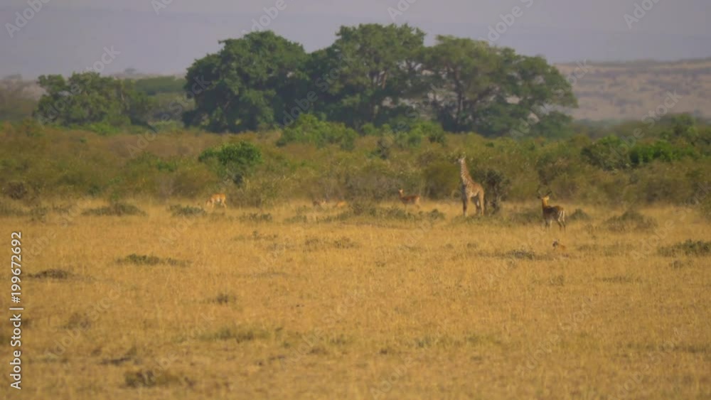 Giraffe and impalas in the savannah Giraffe and impalas in the savannah
