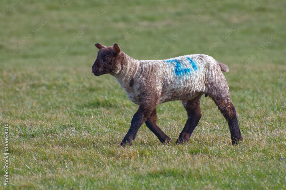 Brown Lamb at Home on the South Downs in Sussex Brown Lamb at Home on the South Downs in Sussex