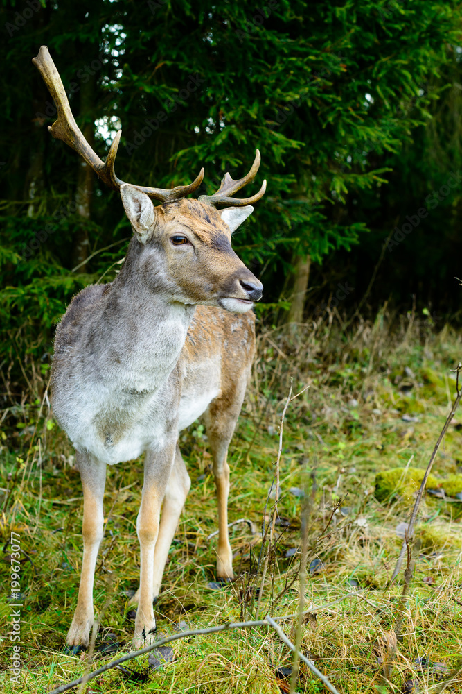 Wild beautiful deer standing at the forest, close-up Wild beautiful deer standing at the forest, close-up