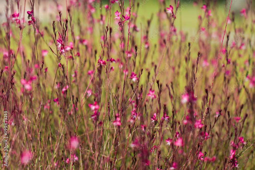 Obraz premium Close Up of flowers on the town background