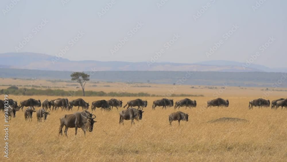 Gnus herd walking in Masai Mara Gnus herd walking in Masai Mara