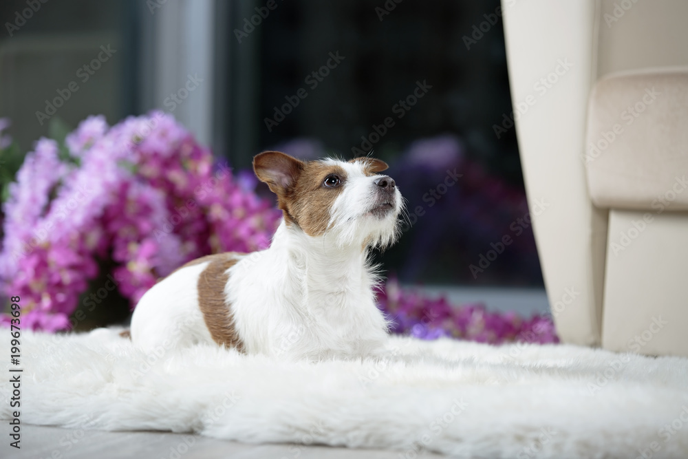 Jack Russell Terrier in the interior Studio