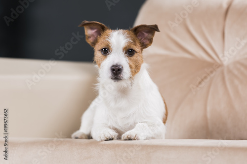 Dog breed Jack Russell Terrier portrait dog on a studio color background, dog lying on the floor of the studio