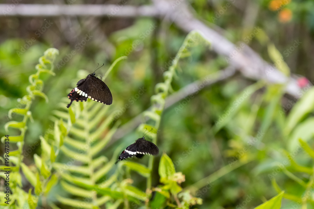 Two Common Mormon (Papilio polytes) in filght Two Common Mormon (Papilio polytes) in filght